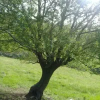 یونجه و علف خشک