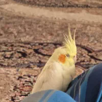 عروس هلندی گمشده محدوده صحرا