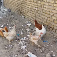 مرغ وخروس