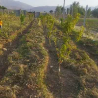 زمین باغ ویلا و کشاورزی