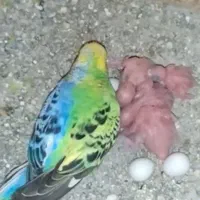 مرغ عشق مولد هالف سایدر با جوجه