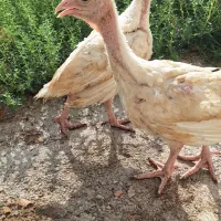 جوجه بوقلمون بیوتی از سن یک ماهگی تا دو ماهگی