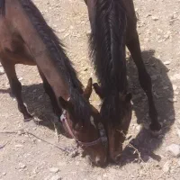 فروش