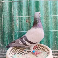 کبوتر پلاکی مسافتی فوقلاده واستسناعی