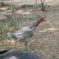 جوجه و تخم مرغ لاری