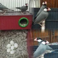 دو عدد فنچ نرگسی