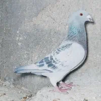 کبوتر پلاکی مسافتی موریس دلبر