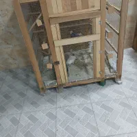 کجه کفتر نو