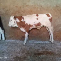 گوساله هلشتایین سیمینتال
