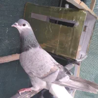 کبوتردمگیر تسمه معاوضه پلاکی طوقی  دورگ