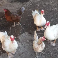 فروش اردک خارجی