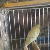 مرغ عشق طوطی برزیلی فنچ