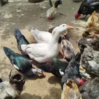 فروش غاز وخروس محلی