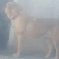 سرابی ۳ونیم ساله