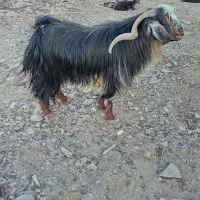 دو عدد پاچن محلی