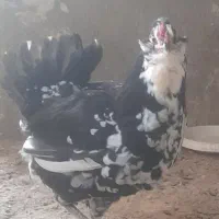 فروش مرغ گلین