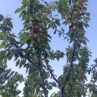 گیلاس تکدانه