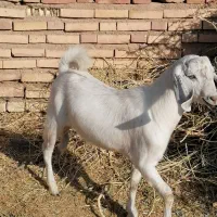 کره نر