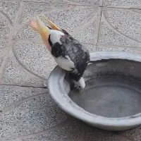 کبوتر شازده پرشی