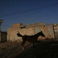 اسب کره مادیان