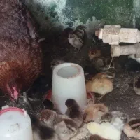 جوجه مرغ