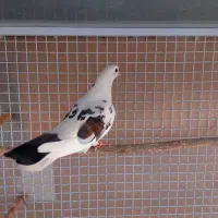 ماده نشان دار بسیار زیبا