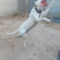 سگ داگو نر اصیل