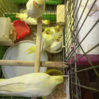 جوجه عروس هلندی نرم خور