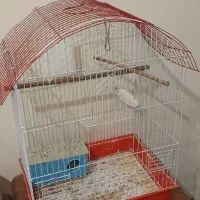 قفس عروس برزیلی راهب فنج