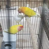 طوطی