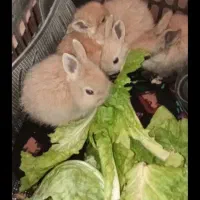 چند عددبچه خرگوش