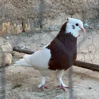 کبوتر یا کفتر طوقی سرخ نر، بازیکن