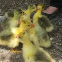 غاز|حیوانات مزرعه|سنگر, |دیوار