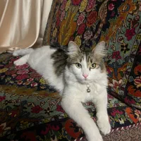 گربه گم شده در دکتر معدل
