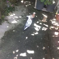 جفت کفتر ابلغ