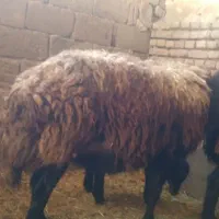 فروش قربونی