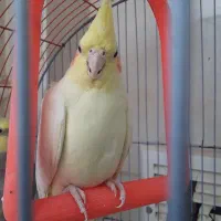عروس هلندی مولد
