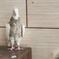قناری کفتر طوقی