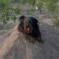 واگذاری سگ پا کوتاه