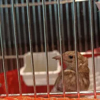 جوجه سهره کال لار