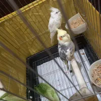 یک جفت عروس هلندی مولد بدون قفس