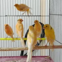 جوجه قناری