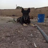 دوبرمن سالم وسرحال
