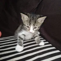 گربه