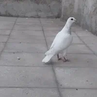 جوجه سار