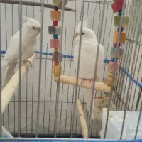 عروس هلندی