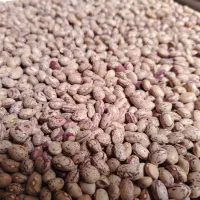 لوبیا چیتی بومی درجه یک چها محال.
