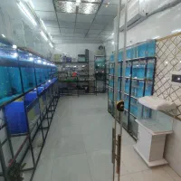ماهی