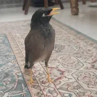 مرغ مینا نر قطعی جوجه پارسال
