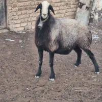 هر پیشونی سفید شال نیست دام ژن دار دوقلو زا shal